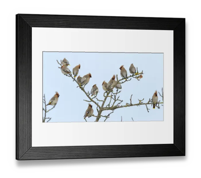Framed Print : Flock of Bohemian Waxwings -Bombycilla garrulus- resting on an apple tree, Swabian Alb biosphere reserve, Baden-Wurttemberg, Germany Framed Print : Flock of Bohemian Waxwings -Bombycilla garrulus- resting on an apple tree, Swabian Alb biosphere reserve, Baden-Wurttemberg, Germany