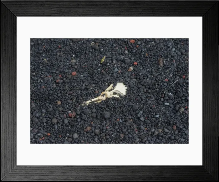 Framed Print : Skull of a Chinstrap Penguin -Pygoscelis antarctica-, buried in lava sand, Baily Head, Deception Island, South Shetland Islands, Antarctic Peninsula, Antarctica Framed Print : Skull of a Chinstrap Penguin -Pygoscelis antarctica-, buried in lava sand, Baily Head, Deception Island, South Shetland Islands, Antarctic Peninsula, Antarctica