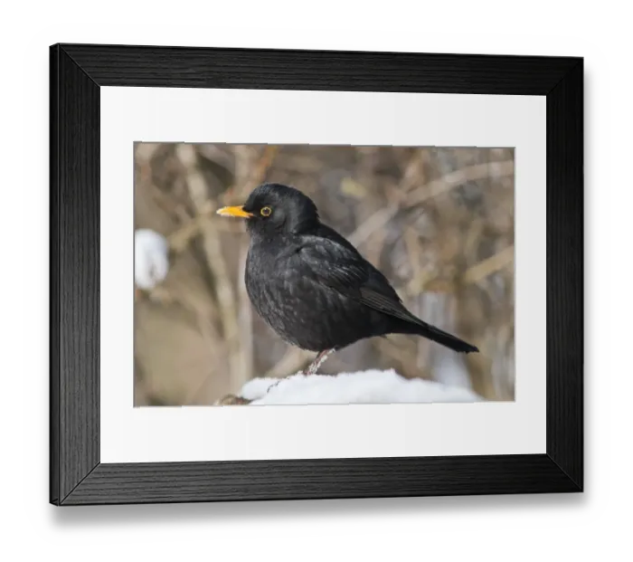 Framed Print : Blackbird -Turdus merula-, male, foraging for food in the snow, Untergroningen, Abtsgmuend, Baden-Wurttemberg, Germany Framed Print : Blackbird -Turdus merula-, male, foraging for food in the snow, Untergroningen, Abtsgmuend, Baden-Wurttemberg, Germany