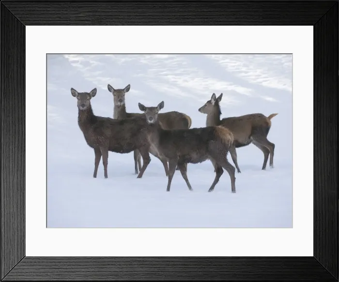 Framed Print : Red Deer -Cervus elaphus-, hinds with a winter coat standing in the snow, captive, Bavaria, Germany Framed Print : Red Deer -Cervus elaphus-, hinds with a winter coat standing in the snow, captive, Bavaria, Germany