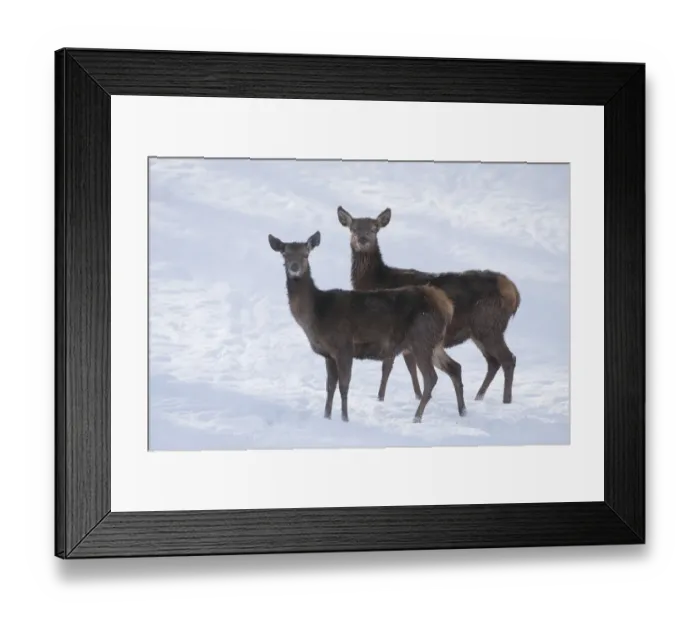 Framed Print : Red Deer -Cervus elaphus-, hinds with a winter coat standing in the snow, captive, Bavaria, Germany Framed Print : Red Deer -Cervus elaphus-, hinds with a winter coat standing in the snow, captive, Bavaria, Germany