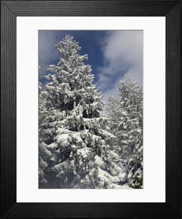 Framed Print : Snow-covered spruce trees -Picea abies-, Leitzachtal, bei Elbach, Upper Bavaria, Bavaria, Germany Framed Print : Snow-covered spruce trees -Picea abies-, Leitzachtal, bei Elbach, Upper Bavaria, Bavaria, Germany