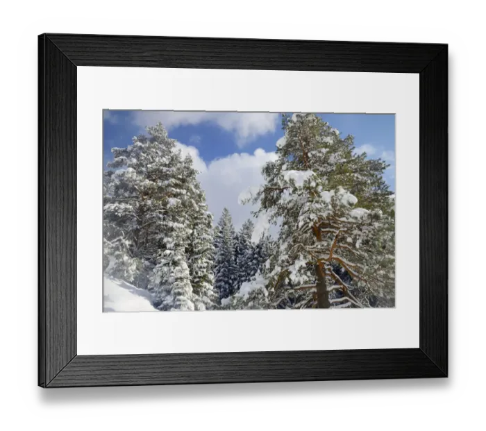 Framed Print : Snow-covered spruce trees -Picea abies- and pine trees -Pinus sylvestris- in a mountain forest, Leitzachtal, bei Elbach, Upper Bavaria, Bavaria, Germany Framed Print : Snow-covered spruce trees -Picea abies- and pine trees -Pinus sylvestris- in a mountain forest, Leitzachtal, bei Elbach, Upper Bavaria, Bavaria, Germany
