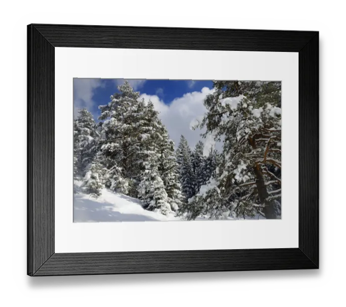 Framed Print : Snow-covered spruce trees -Picea abies- and pine trees -Pinus sylvestris- in a mountain forest, Leitzachtal, bei Elbach, Upper Bavaria, Bavaria, Germany