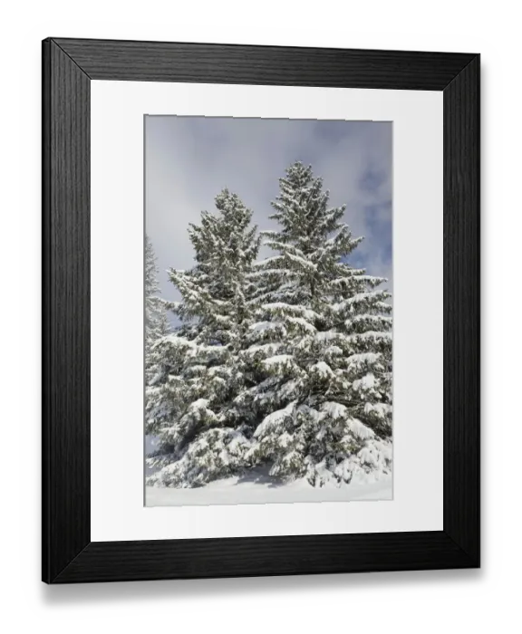 Framed Print : Snow-covered spruce trees -Picea abies-, Leitzachtal, bei Elbach, Upper Bavaria, Bavaria, Germany Framed Print : Snow-covered spruce trees -Picea abies-, Leitzachtal, bei Elbach, Upper Bavaria, Bavaria, Germany