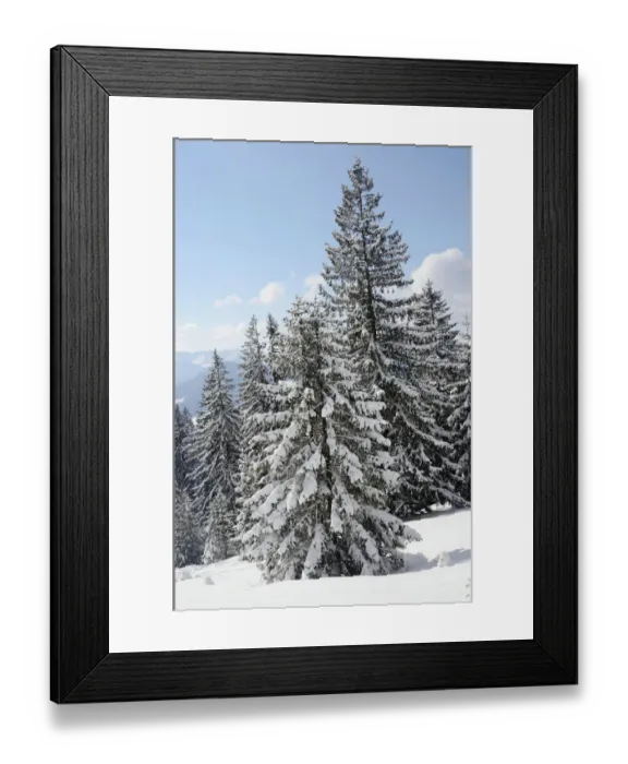 Framed Print : Snow-covered spruce trees -Picea abies-, Leitzachtal, bei Elbach, Upper Bavaria, Bavaria, Germany