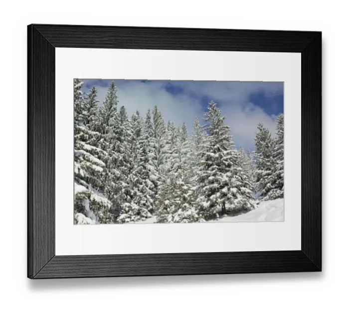 Framed Print : Snow-covered spruce trees -Picea abies-, Leitzachtal, bei Elbach, Upper Bavaria, Bavaria, Germany