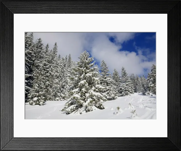 Framed Print : Snow-covered spruce trees -Picea abies-, Leitzachtal, bei Elbach, Upper Bavaria, Bavaria, Germany Framed Print : Snow-covered spruce trees -Picea abies-, Leitzachtal, bei Elbach, Upper Bavaria, Bavaria, Germany