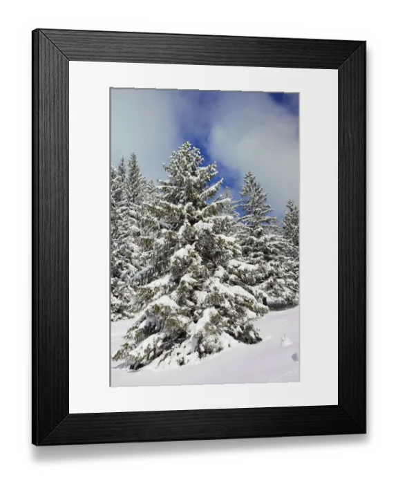Framed Print : Snow-covered spruce trees -Picea abies-, Leitzachtal, bei Elbach, Upper Bavaria, Bavaria, Germany Framed Print : Snow-covered spruce trees -Picea abies-, Leitzachtal, bei Elbach, Upper Bavaria, Bavaria, Germany