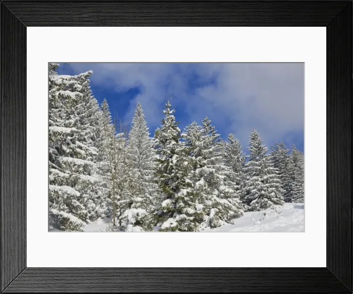 Framed Print : Snow-covered spruce trees -Picea abies-, Leitzachtal, bei Elbach, Upper Bavaria, Bavaria, Germany