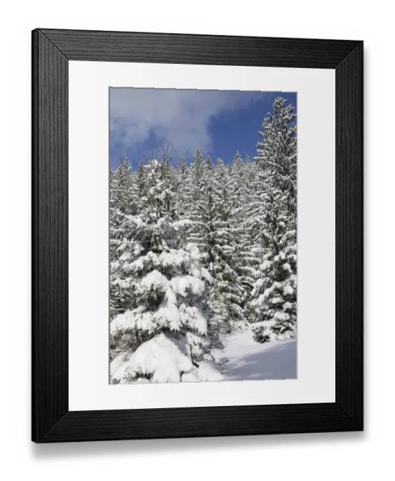 Framed Print : Snow-covered spruce trees -Picea abies-, Leitzachtal, bei Elbach, Upper Bavaria, Bavaria, Germany