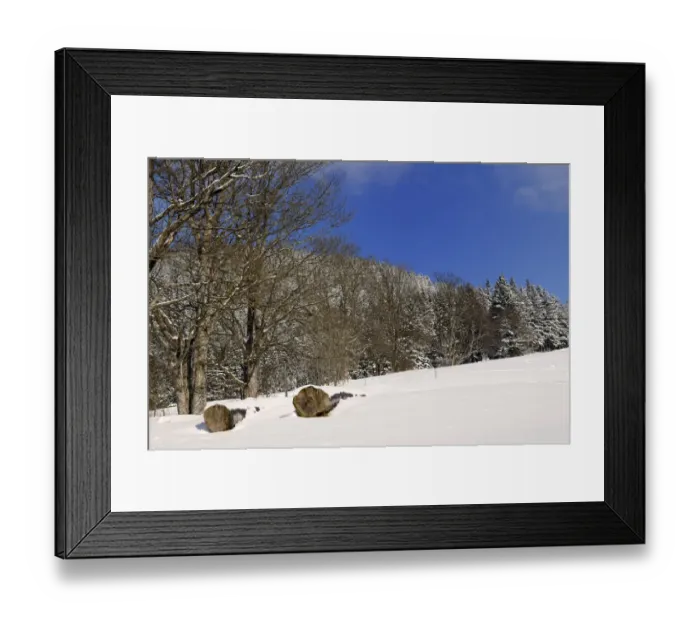 Framed Print : Felled trees, sycamore maple trees -Acer plantanoides- on a snow-covered meadow, Leitzachtal, bei Elbach, Upper Bavaria, Bavaria, Germany Framed Print : Felled trees, sycamore maple trees -Acer plantanoides- on a snow-covered meadow, Leitzachtal, bei Elbach, Upper Bavaria, Bavaria, Germany