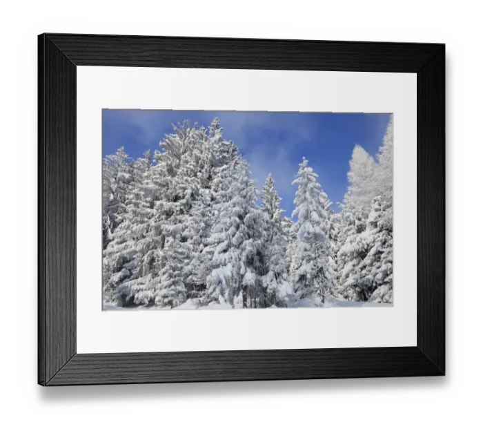 Framed Print : Snow-covered spruce trees -Picea abies- and larch trees -Laryx decidua-, Leitzachtal, bei Elbach, Upper Bavaria, Bavaria, Germany Framed Print : Snow-covered spruce trees -Picea abies- and larch trees -Laryx decidua-, Leitzachtal, bei Elbach, Upper Bavaria, Bavaria, Germany