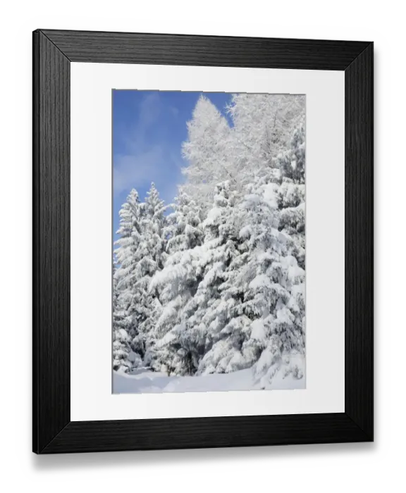 Framed Print : Snow-covered spruce trees -Picea abies- and larch trees -Laryx decidua-, Leitzachtal, bei Elbach, Upper Bavaria, Bavaria, Germany Framed Print : Snow-covered spruce trees -Picea abies- and larch trees -Laryx decidua-, Leitzachtal, bei Elbach, Upper Bavaria, Bavaria, Germany