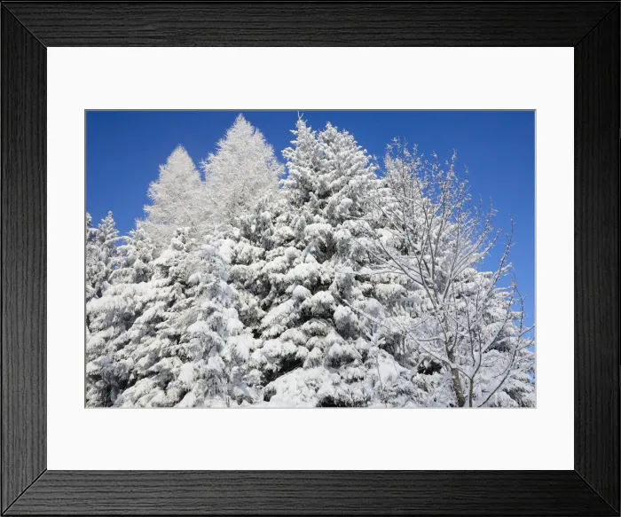 Framed Print : Snow-covered spruce trees -Picea abies- and larch trees -Laryx decidua-, Leitzachtal, bei Elbach, Upper Bavaria, Bavaria, Germany Framed Print : Snow-covered spruce trees -Picea abies- and larch trees -Laryx decidua-, Leitzachtal, bei Elbach, Upper Bavaria, Bavaria, Germany