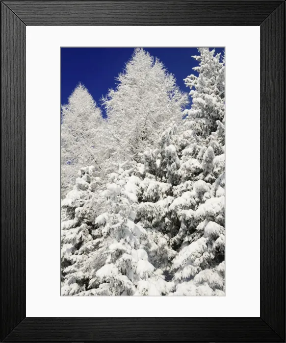 Framed Print : Snow-covered spruce trees -Picea abies- and larch trees -Laryx decidua-, Leitzachtal, bei Elbach, Upper Bavaria, Bavaria, Germany Framed Print : Snow-covered spruce trees -Picea abies- and larch trees -Laryx decidua-, Leitzachtal, bei Elbach, Upper Bavaria, Bavaria, Germany