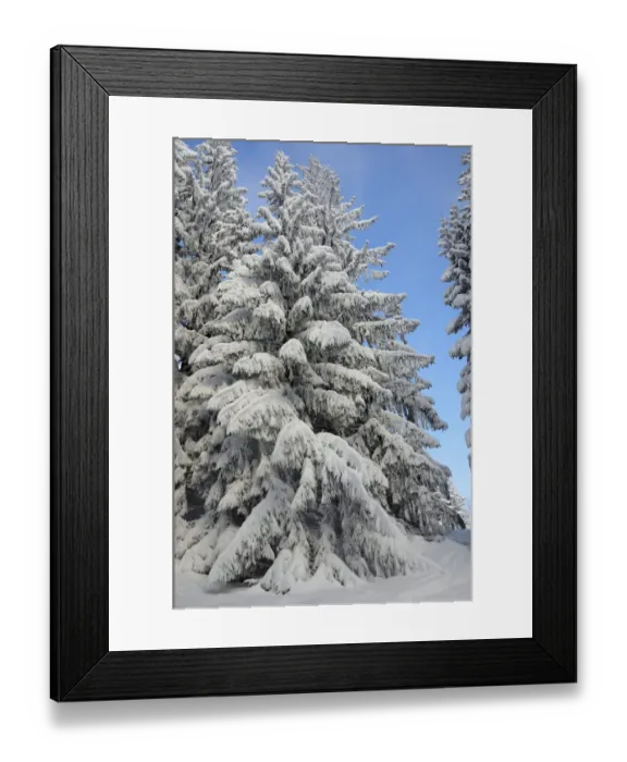 Framed Print : Snow-covered spruce trees -Picea abies-, Leitzachtal, bei Elbach, Upper Bavaria, Bavaria, Germany