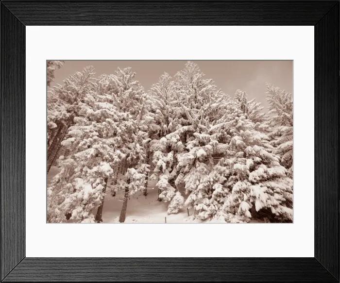 Framed Print : Snow-covered spruce trees -Picea abies-, Leitzachtal, bei Elbach, Upper Bavaria, Bavaria, Germany Framed Print : Snow-covered spruce trees -Picea abies-, Leitzachtal, bei Elbach, Upper Bavaria, Bavaria, Germany