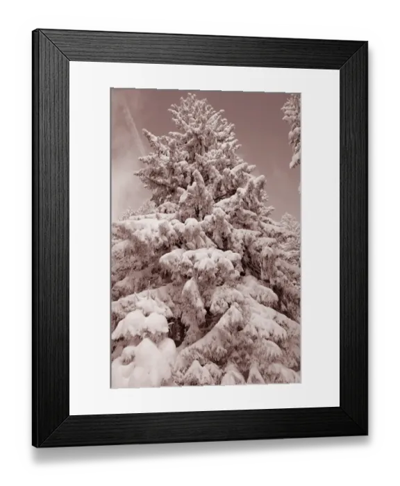 Framed Print : Snow-covered spruce trees -Picea abies-, Leitzachtal, bei Elbach, Upper Bavaria, Bavaria, Germany Framed Print : Snow-covered spruce trees -Picea abies-, Leitzachtal, bei Elbach, Upper Bavaria, Bavaria, Germany