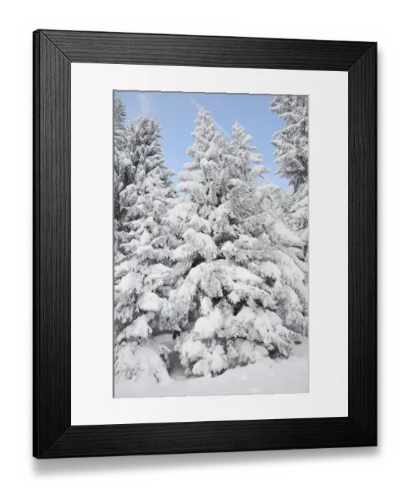 Framed Print : Snow-covered spruce trees -Picea abies-, Leitzachtal, bei Elbach, Upper Bavaria, Bavaria, Germany
