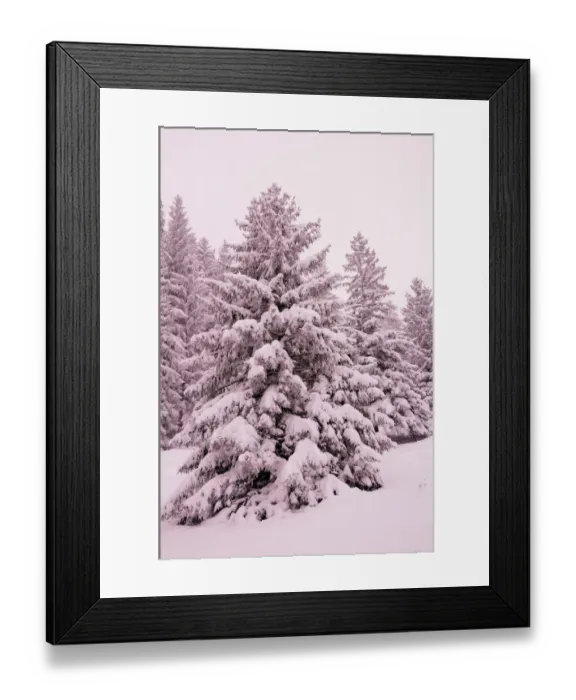 Framed Print : Snow-covered spruce trees -Picea abies-, Leitzachtal, bei Elbach, Upper Bavaria, Bavaria, Germany