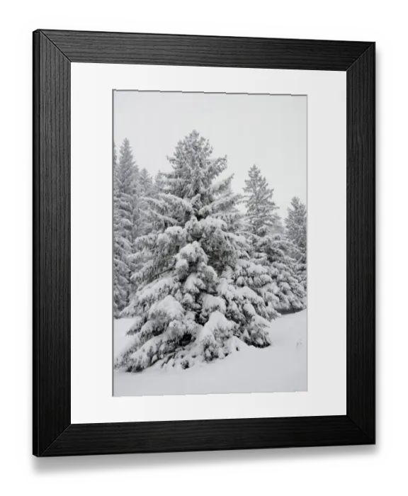 Framed Print : Snow-covered spruce trees -Picea abies-, Leitzachtal, bei Elbach, Upper Bavaria, Bavaria, Germany