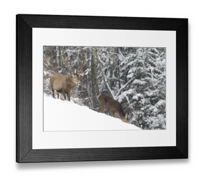 Framed Print : Red deer -Cervus elaphus-, stag and hind in the snow, Allgau, Swabia, Bavaria, Germany Framed Print : Red deer -Cervus elaphus-, stag and hind in the snow, Allgau, Swabia, Bavaria, Germany