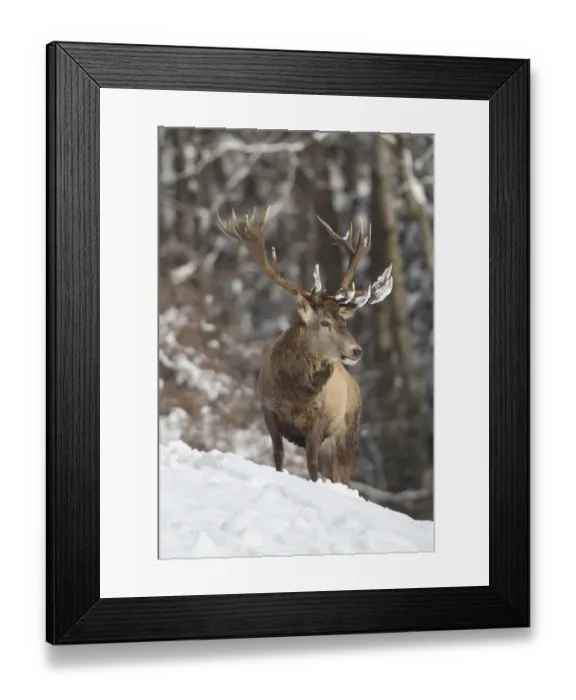 Framed Print : Red deer -Cervus elaphus-, stag, in the snow, Allgau, Swabia, Bavaria, Germany Framed Print : Red deer -Cervus elaphus-, stag, in the snow, Allgau, Swabia, Bavaria, Germany