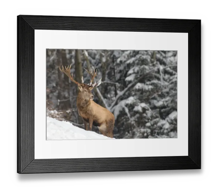 Framed Print : Red deer -Cervus elaphus-, stag, in the snow, Allgau, Swabia, Bavaria, Germany Framed Print : Red deer -Cervus elaphus-, stag, in the snow, Allgau, Swabia, Bavaria, Germany
