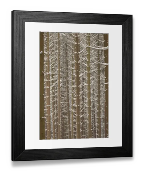 Framed Print : Snow-covered trunks of Spruce -Picea-, pine forest, Bergisches Land, North Rhine-Westphalia, Germany Framed Print : Snow-covered trunks of Spruce -Picea-, pine forest, Bergisches Land, North Rhine-Westphalia, Germany
