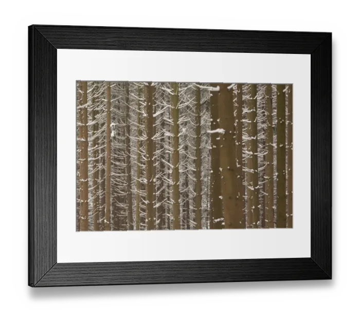 Framed Print : Snow-covered trunks of Spruce -Picea-, pine forest, Bergisches Land, North Rhine-Westphalia, Germany Framed Print : Snow-covered trunks of Spruce -Picea-, pine forest, Bergisches Land, North Rhine-Westphalia, Germany
