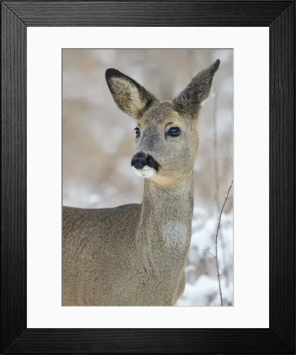 Framed Print : Roe Deer -Capreolus capreolus- in winter, Saxony-Anhalt, Germany Framed Print : Roe Deer -Capreolus capreolus- in winter, Saxony-Anhalt, Germany