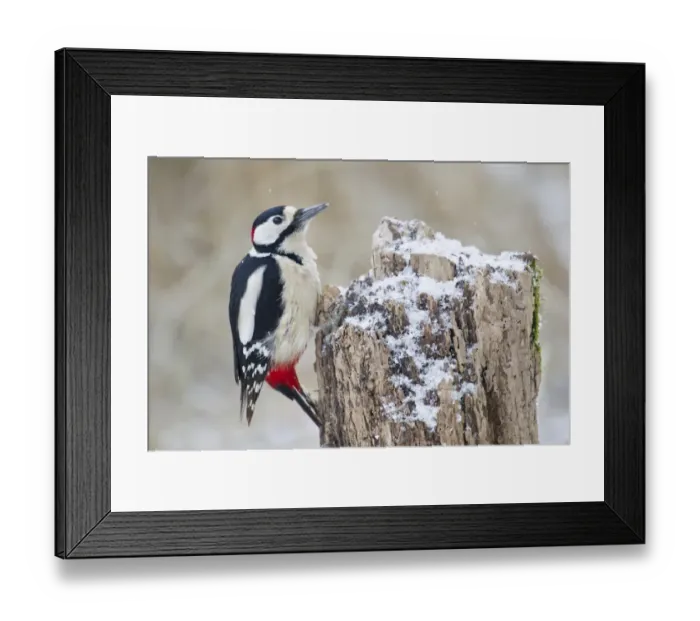 Framed Print : Great Spotted Woodpecker -Dendrocopos major- on a tree stump, North Hesse, Hesse, Germany Framed Print : Great Spotted Woodpecker -Dendrocopos major- on a tree stump, North Hesse, Hesse, Germany