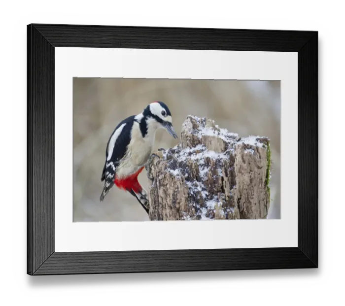 Framed Print : Great Spotted Woodpecker -Dendrocopos major- on a tree stump, North Hesse, Hesse, Germany Framed Print : Great Spotted Woodpecker -Dendrocopos major- on a tree stump, North Hesse, Hesse, Germany