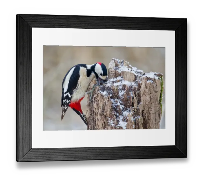 Framed Print : Great Spotted Woodpecker -Dendrocopos major- on a tree stump, North Hesse, Hesse, Germany Framed Print : Great Spotted Woodpecker -Dendrocopos major- on a tree stump, North Hesse, Hesse, Germany