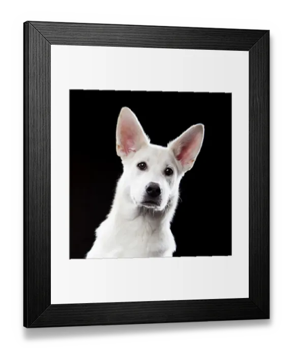 Framed Print : Mixed-breed dog, portrait Framed Print : Mixed-breed dog, portrait
