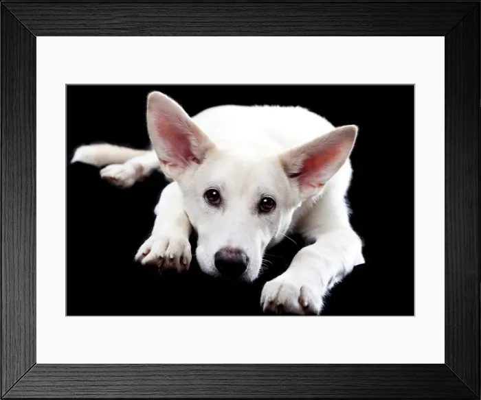 Framed Print : Lying mixed-breed dog Framed Print : Lying mixed-breed dog