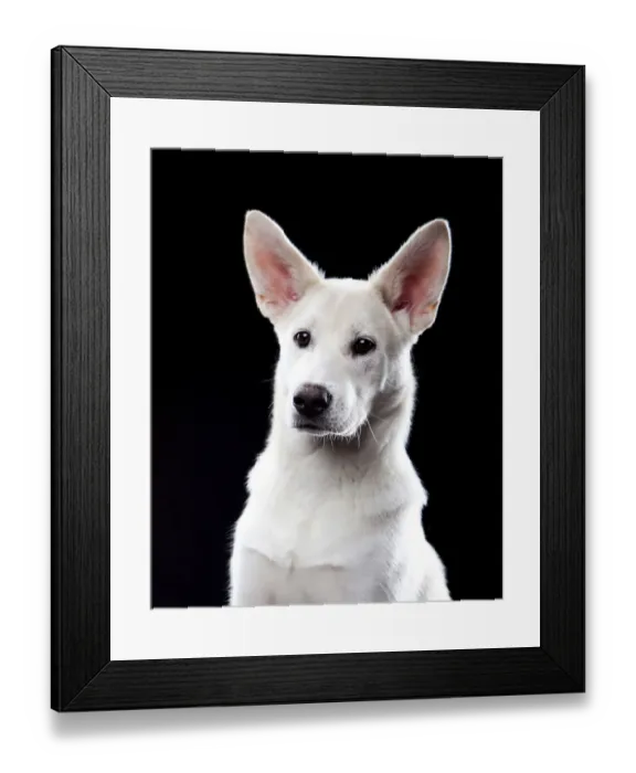 Framed Print : Mixed-breed dog, portrait Framed Print : Mixed-breed dog, portrait