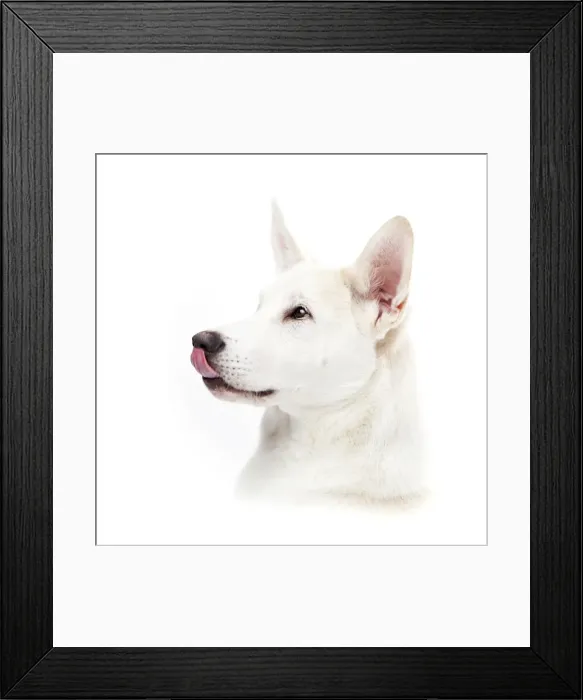 Framed Print : Mixed-breed dog licking its nose Framed Print : Mixed-breed dog licking its nose