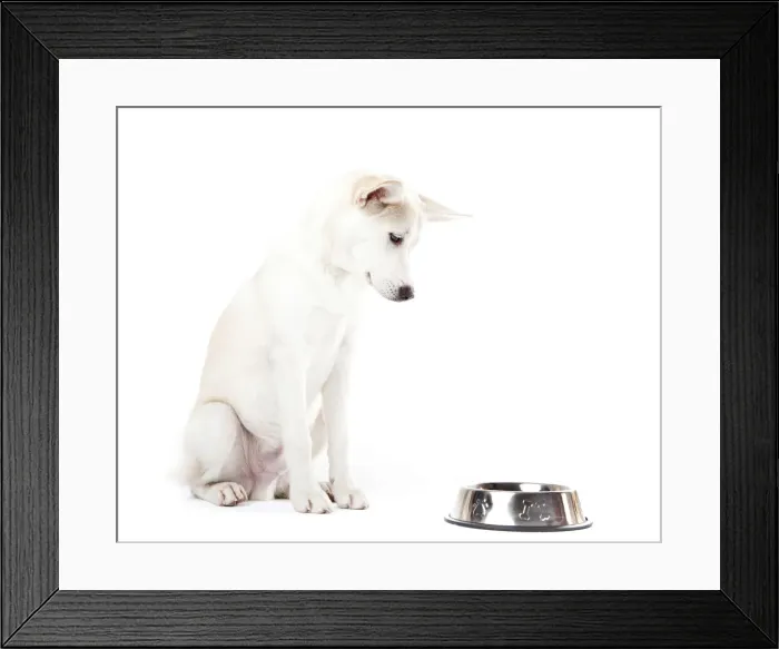 Framed Print : Mixed-breed dog looking at a feed bowl Framed Print : Mixed-breed dog looking at a feed bowl