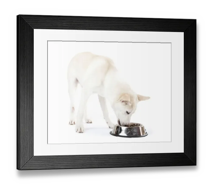 Framed Print : Mixed-breed dog eating from a feed bowl Framed Print : Mixed-breed dog eating from a feed bowl
