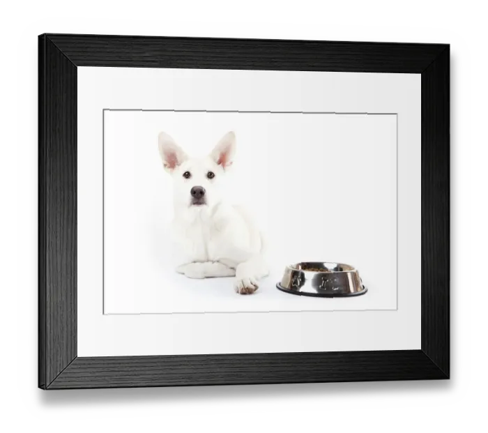 Framed Print : Mixed-breed dog lying beside a feed bowl Framed Print : Mixed-breed dog lying beside a feed bowl