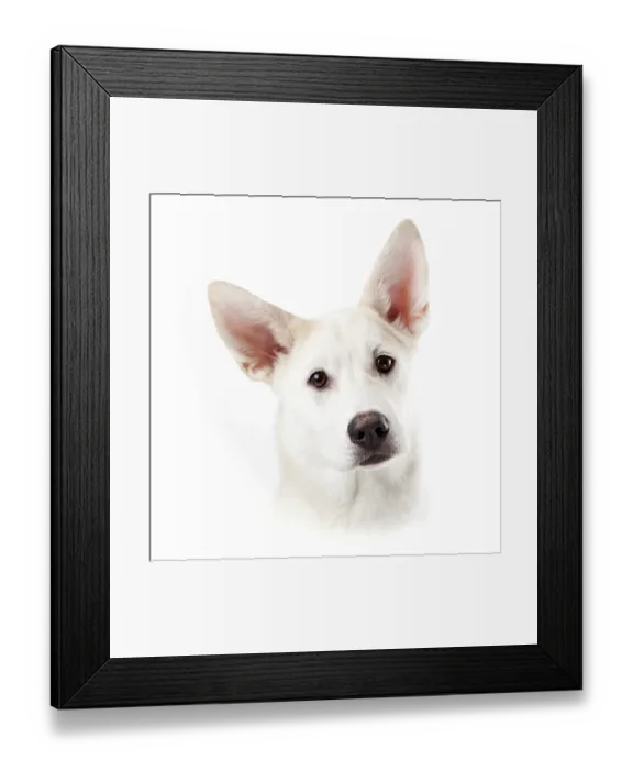 Framed Print : Mixed-breed dog, portrait Framed Print : Mixed-breed dog, portrait