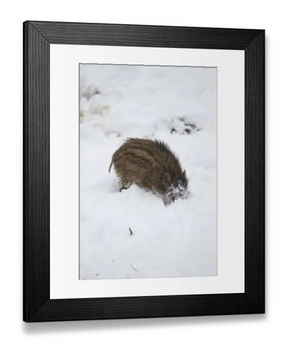 Framed Print : Wild boar -Sus scrofa- piglet burrowing in the snow, Allgau, Swabia, Bavaria, Germany Framed Print : Wild boar -Sus scrofa- piglet burrowing in the snow, Allgau, Swabia, Bavaria, Germany