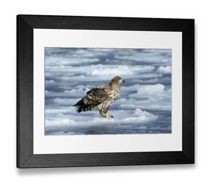 Framed Print : White-tailed Eagle or Sea Eagle -Haliaeetus albicilla-, standing on ice floe, Rausu, Menashi, Hokkaido, Japan