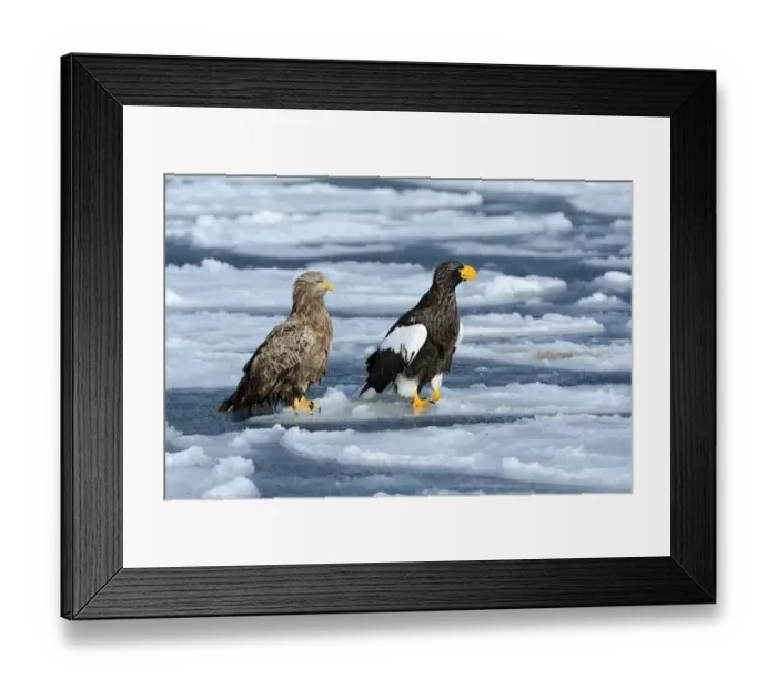 Framed Print : Stellers Sea Eagle -Haliaeetus pelagicus- and a White-tailed Eagle or Sea Eagle -Haliaeetus albicilla- perched on an ice floe, Rausu, Menashi, Hokkaido, Japan Framed Print : Stellers Sea Eagle -Haliaeetus pelagicus- and a White-tailed Eagle or Sea Eagle -Haliaeetus albicilla- perched on an ice floe, Rausu, Menashi, Hokkaido, Japan