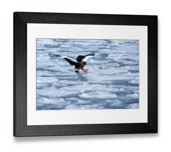 Framed Print : Stellers Sea Eagle -Haliaeetus pelagicus- in flight above drifting ice, Rausu, Menashi, Hokkaido, Japan