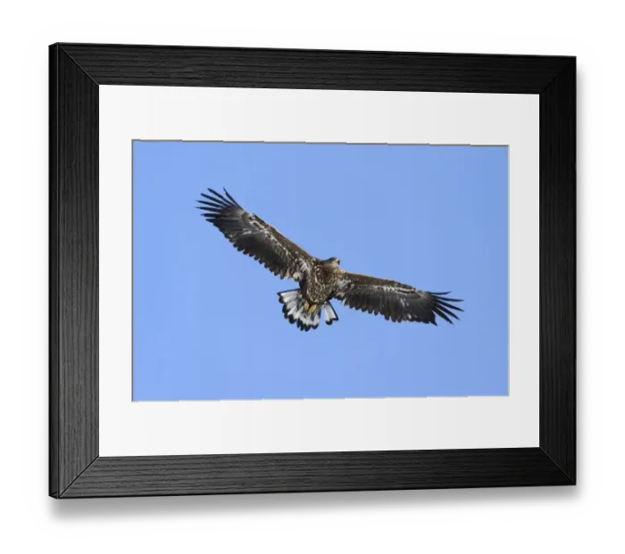 Framed Print : White-tailed Eagle or Sea Eagle -Haliaeetus albicilla-, in flight, Rausu, Menashi, Hokkaido, Japan Framed Print : White-tailed Eagle or Sea Eagle -Haliaeetus albicilla-, in flight, Rausu, Menashi, Hokkaido, Japan