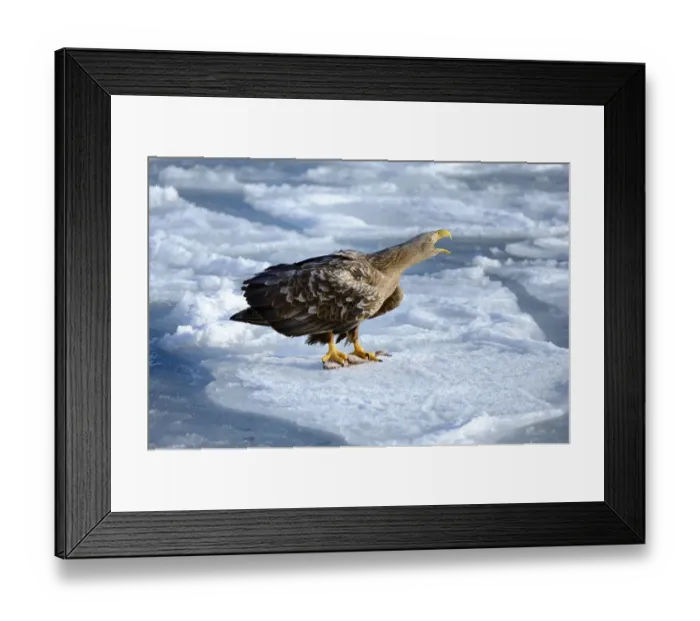 Framed Print : White-tailed Eagle or Sea Eagle -Haliaeetus albicilla-, calling on ice floe, Rausu, Menashi, Hokkaido, Japan Framed Print : White-tailed Eagle or Sea Eagle -Haliaeetus albicilla-, calling on ice floe, Rausu, Menashi, Hokkaido, Japan