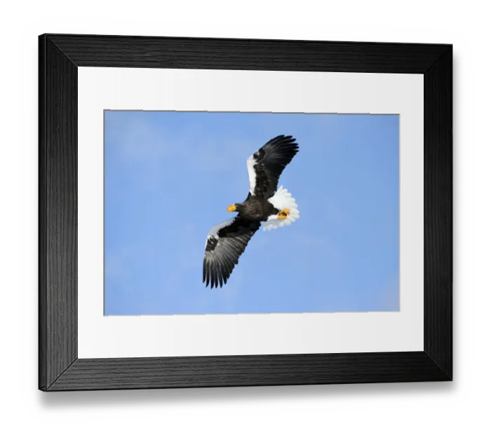 Framed Print : Stellers Sea Eagle -Haliaeetus pelagicus- in flight, Rausu, Menashi, Hokkaido, Japan Framed Print : Stellers Sea Eagle -Haliaeetus pelagicus- in flight, Rausu, Menashi, Hokkaido, Japan